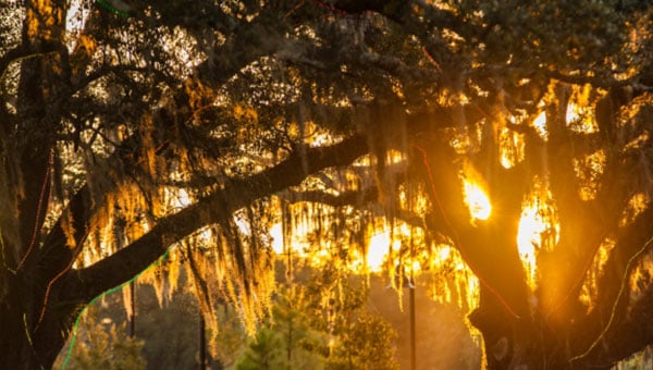louisiana-trees