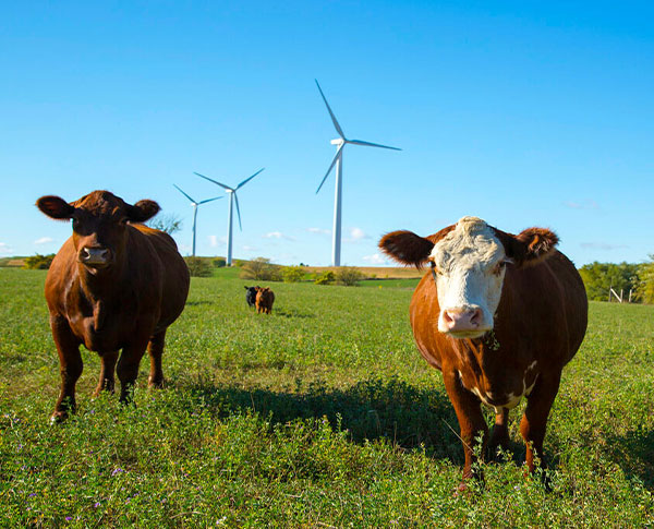cows-wind-turbines-sumner-county cows-wind-turbines-sumner-county